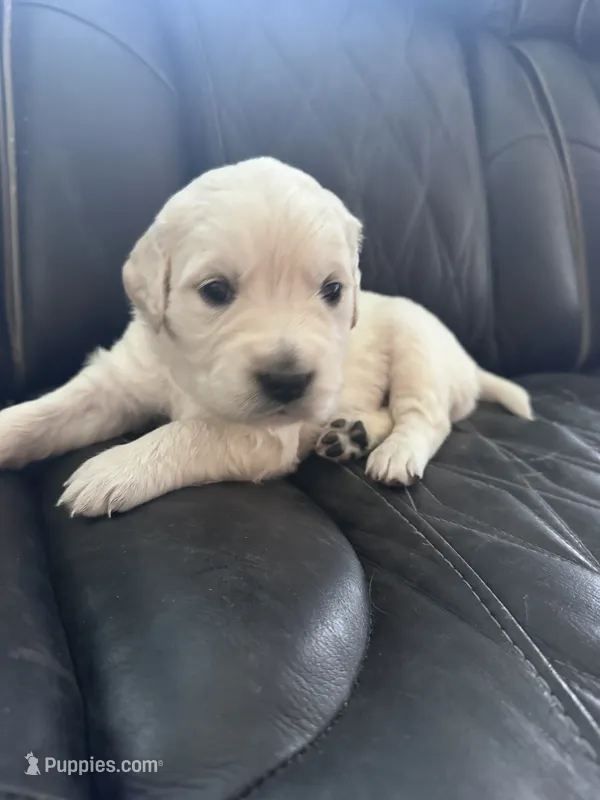 Yellow – Golden Retriever, English Cream Golden Retriever puppy for sale in Toronto, SD