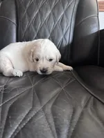 Purple, a female Golden Retriever and English Cream Golden Retriever for sale in Toronto, SD – 1 of 2