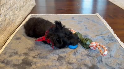 Litter, a  Scottish Terrier for sale in Bakersfield, CA – 5 of 5