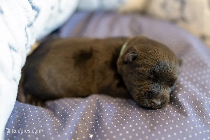 Miss Cyan – Scottish Terrier puppy for sale in Bakersfield, CA