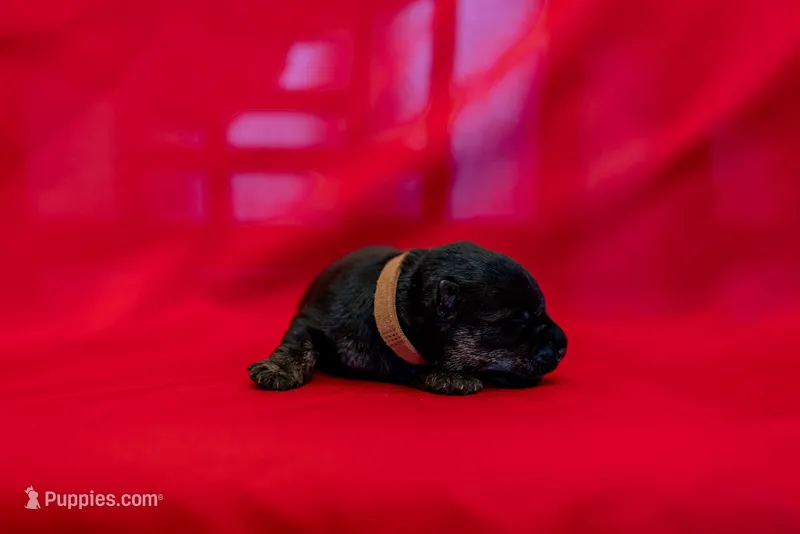 Mr Brown – Scottish Terrier puppy for sale in Bakersfield, CA