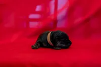Mr Brown, a male Scottish Terrier for sale in Bakersfield, CA – 1 of 1