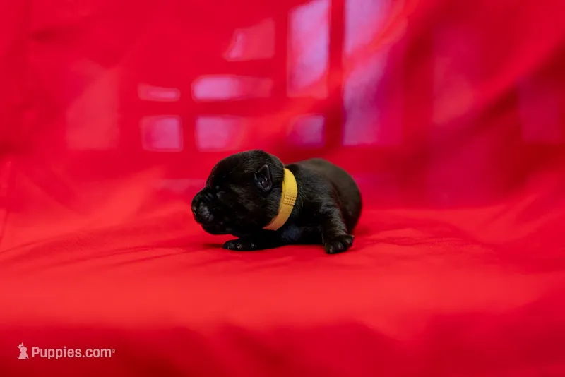 Miss Yellow – Scottish Terrier puppy for sale in Bakersfield, CA