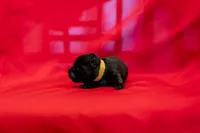 Miss Yellow, a female Scottish Terrier for sale in Bakersfield, CA – 1 of 1