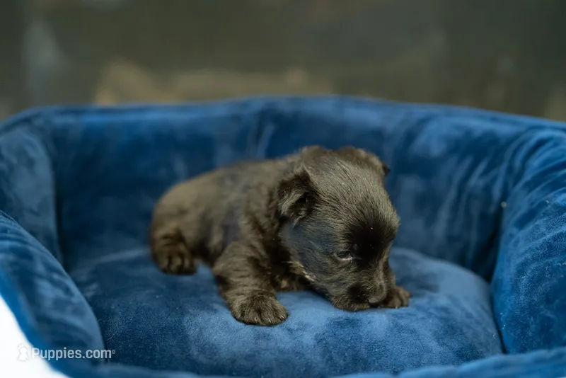 Mr Grey – Scottish Terrier puppy for sale in Bakersfield, CA
