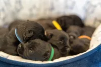Mr Brown, a male Scottish Terrier for sale in Bakersfield, CA – 3 of 5