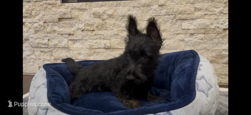 Mr Brown – Scottish Terrier puppy for sale in Bakersfield, CA