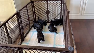 Litter, a  Scottish Terrier for sale in Bakersfield, CA – 4 of 5