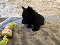 Mr Green, a male Scottish Terrier for sale in Bakersfield, CA – 2 of 10