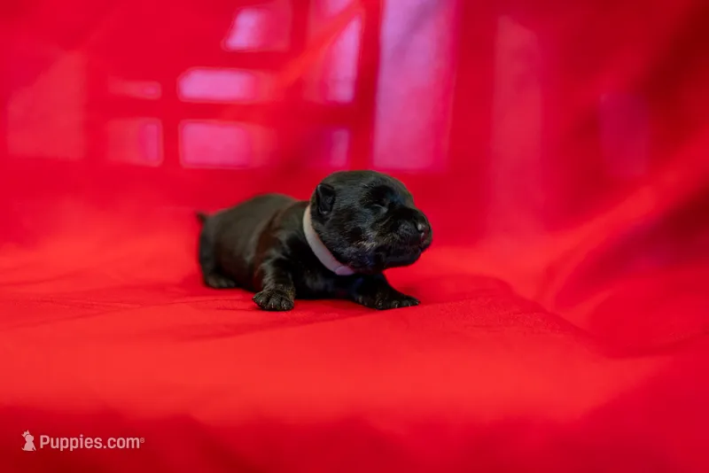 Mr Grey – Scottish Terrier puppy for sale in Bakersfield, CA