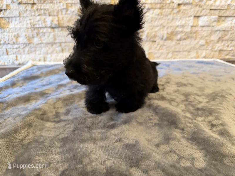 Mr Green – Scottish Terrier puppy for sale in Bakersfield, CA