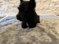 Mr Green, a male Scottish Terrier for sale in Bakersfield, CA – 1 of 10
