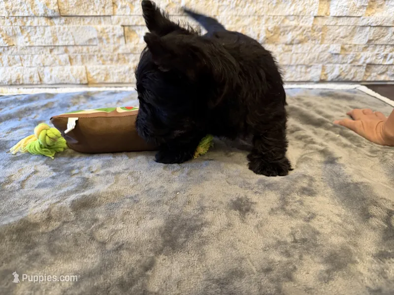 Mr Grey – Scottish Terrier puppy for sale in Bakersfield, CA