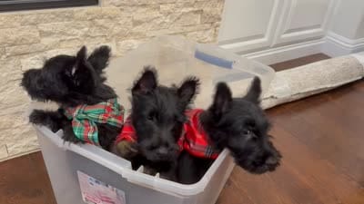 Litter, a  Scottish Terrier for sale in Bakersfield, CA – 2 of 5