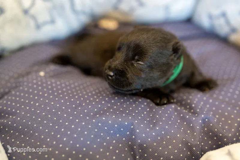 Mr Green – Scottish Terrier puppy for sale in Bakersfield, CA