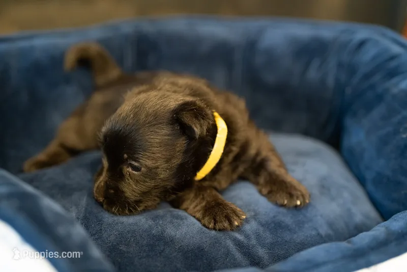 Miss Yellow – Scottish Terrier puppy for sale in Bakersfield, CA