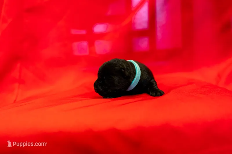 Miss Cyan – Scottish Terrier puppy for sale in Bakersfield, CA