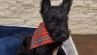 Litter, a  Scottish Terrier for sale in Bakersfield, CA – 1 of 5