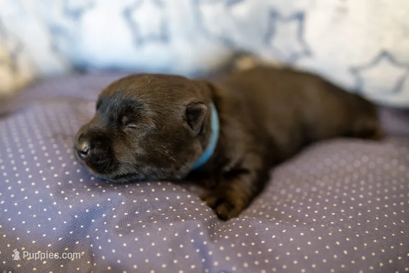 Mr Blue – Scottish Terrier puppy for sale in Bakersfield, CA