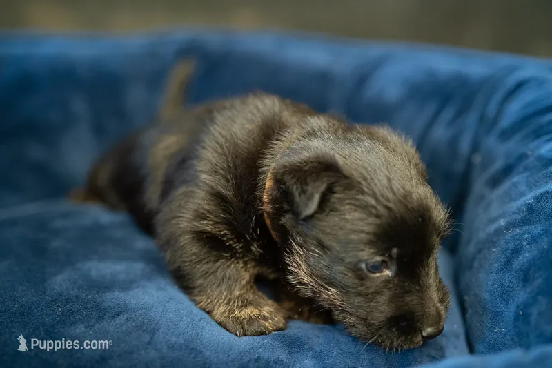 Mr Brown – Scottish Terrier puppy for sale in Bakersfield, CA