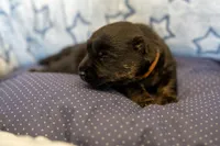 Mr Brown, a male Scottish Terrier for sale in Bakersfield, CA – 1 of 5