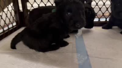 Mr Grey, a male Scottish Terrier for sale in Bakersfield, CA – 6 of 10