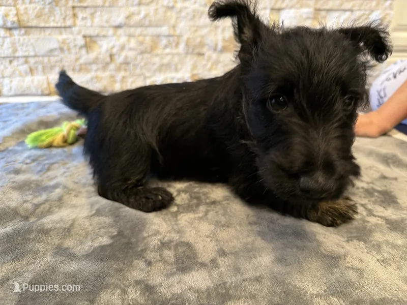 Mr Brown – Scottish Terrier puppy for sale in Bakersfield, CA