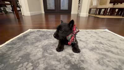 Miss Yellow, a female Scottish Terrier for sale in Bakersfield, CA – 2 of 8