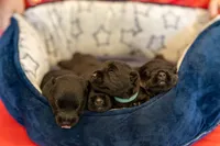 Mr Brown, a male Scottish Terrier for sale in Bakersfield, CA – 4 of 5