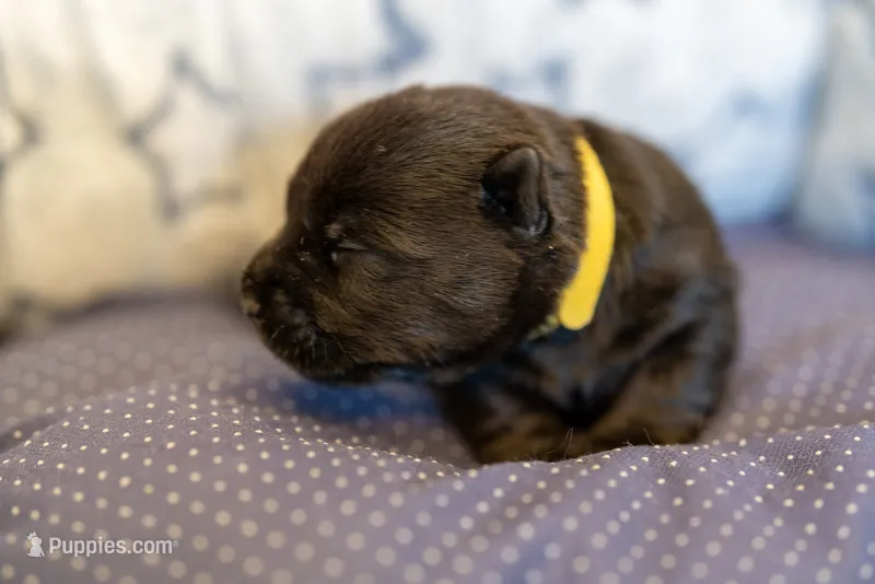 Miss Yellow – Scottish Terrier puppy for sale in Bakersfield, CA