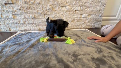 Mr Brown, a male Scottish Terrier for sale in Bakersfield, CA – 3 of 9