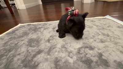 Mr Grey, a male Scottish Terrier for sale in Bakersfield, CA – 3 of 10