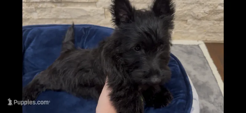 Mr Green – Scottish Terrier puppy for sale in Bakersfield, CA