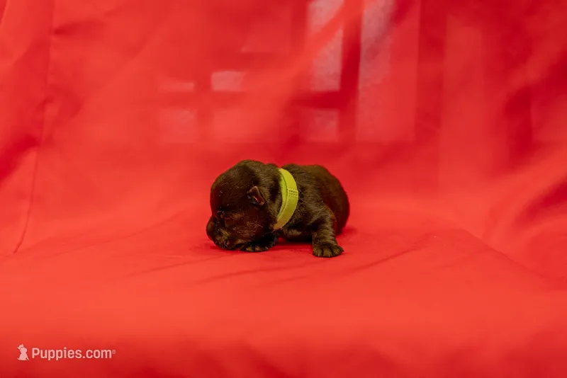 Mr Green – Scottish Terrier puppy for sale in Bakersfield, CA