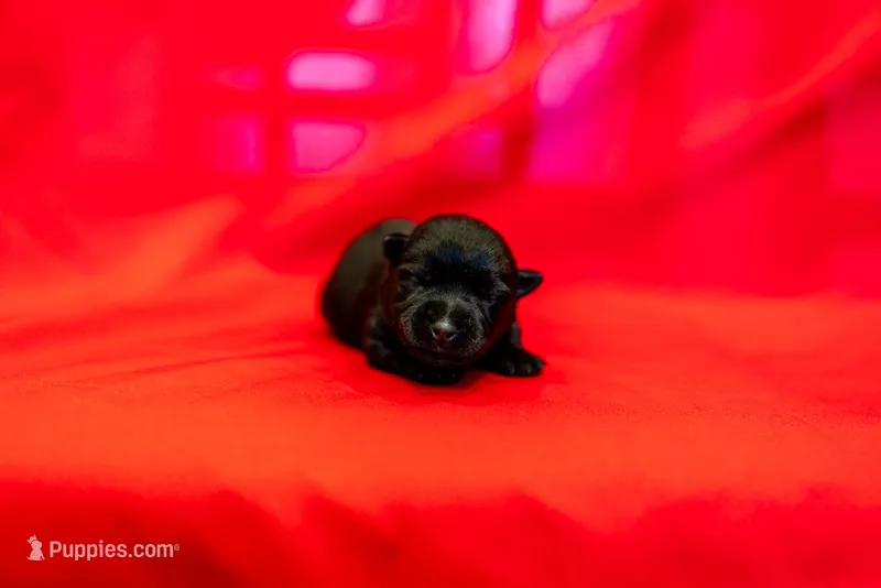 Miss White – Scottish Terrier puppy on hold in Bakersfield, CA