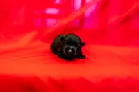 Miss White, a female Scottish Terrier for sale in Bakersfield, CA – 1 of 1
