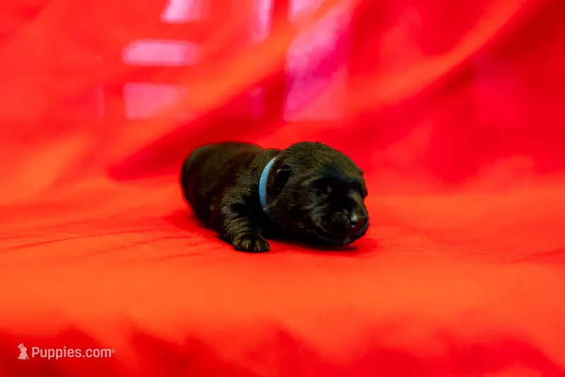 Mr Blue – Scottish Terrier puppy for sale in Bakersfield, CA