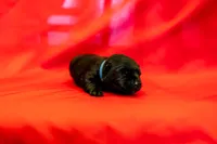 Mr Blue, a male Scottish Terrier for sale in Bakersfield, CA – 1 of 1