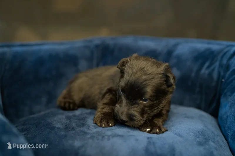 Mr Green – Scottish Terrier puppy for sale in Bakersfield, CA