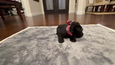 Mr Green, a male Scottish Terrier for sale in Bakersfield, CA – 5 of 10
