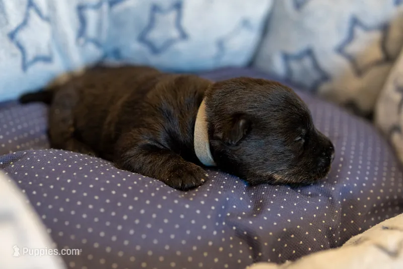 Mr Grey – Scottish Terrier puppy for sale in Bakersfield, CA