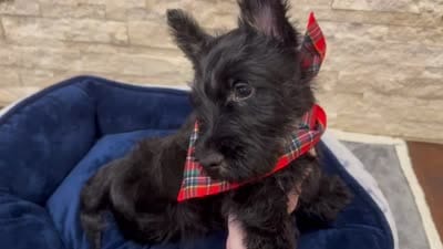 Litter, a  Scottish Terrier for sale in Bakersfield, CA – 3 of 5