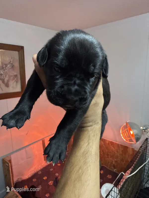 Scrappy.   – Cane Corso puppy for sale in Grand Rapids, MI