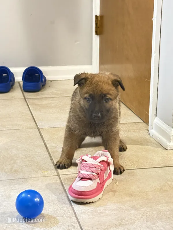 Pink Collar – Belgian Malinois, German Shepherd Dog puppy for sale in Buffalo, NY
