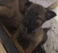 Pink Collar, a female Belgian Malinois and German Shepherd Dog for sale in Buffalo, NY – Photo 2 of 2