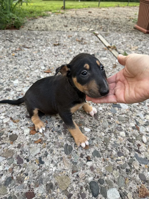 Ariel  – Miniature Bull Terrier puppy for sale in Doylestown Township, PA