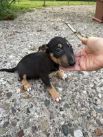 Ariel , a female Miniature Bull Terrier for sale in Doylestown Township, PA – 1 of 7