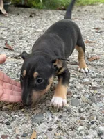 Ariel , a female Miniature Bull Terrier for sale in Doylestown Township, PA – 7 of 7