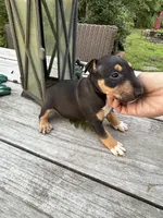 Ariel , a female Miniature Bull Terrier for sale in Doylestown Township, PA – 3 of 3
