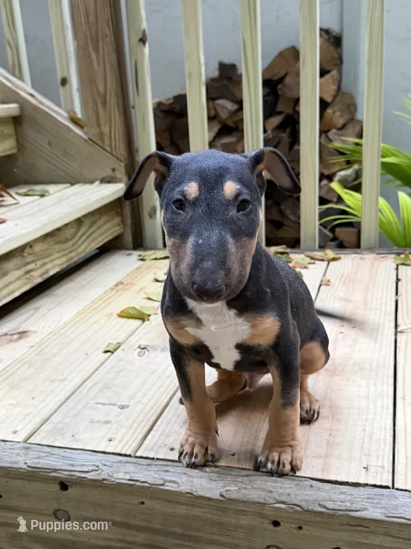 Axel – Miniature Bull Terrier puppy for sale in Doylestown Township, PA